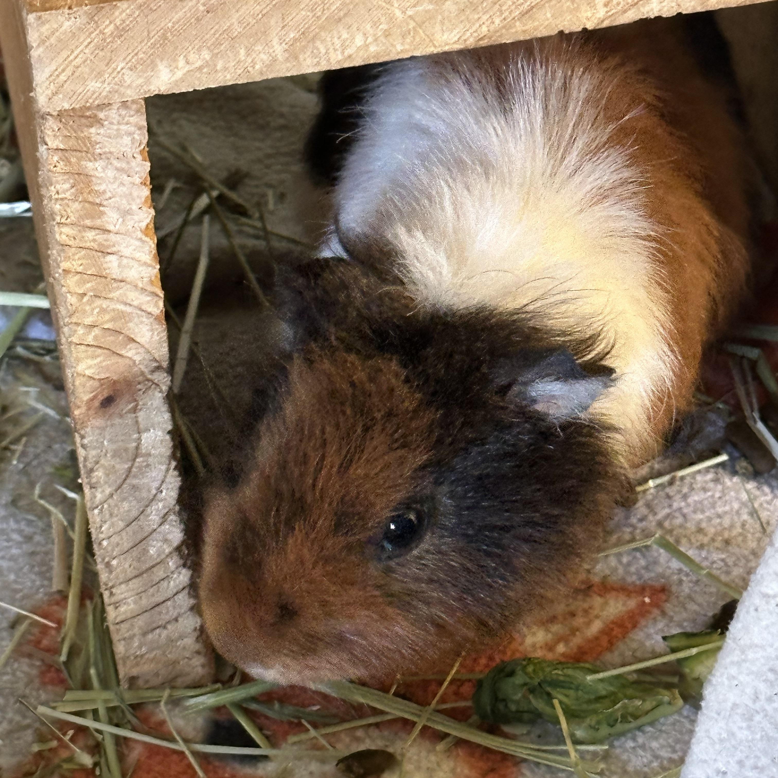 Enlarge Theodore, a Adoptable Guinea Pig in Austin, TX image 4/4