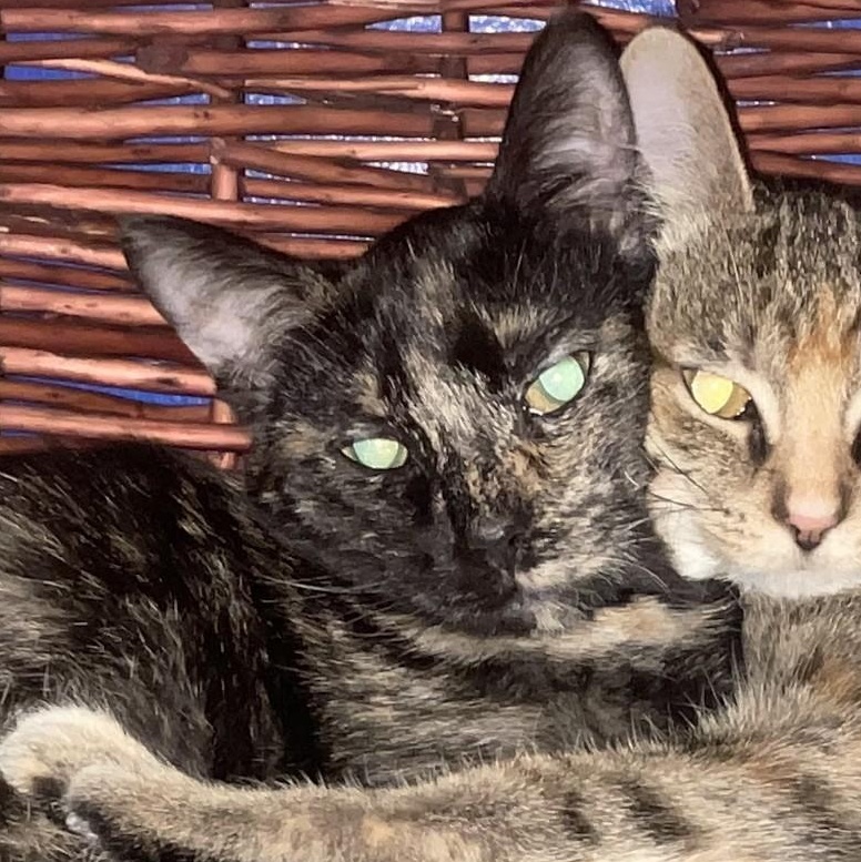 Zoey, Adoptable, Kitten Female Domestic Short Hair.