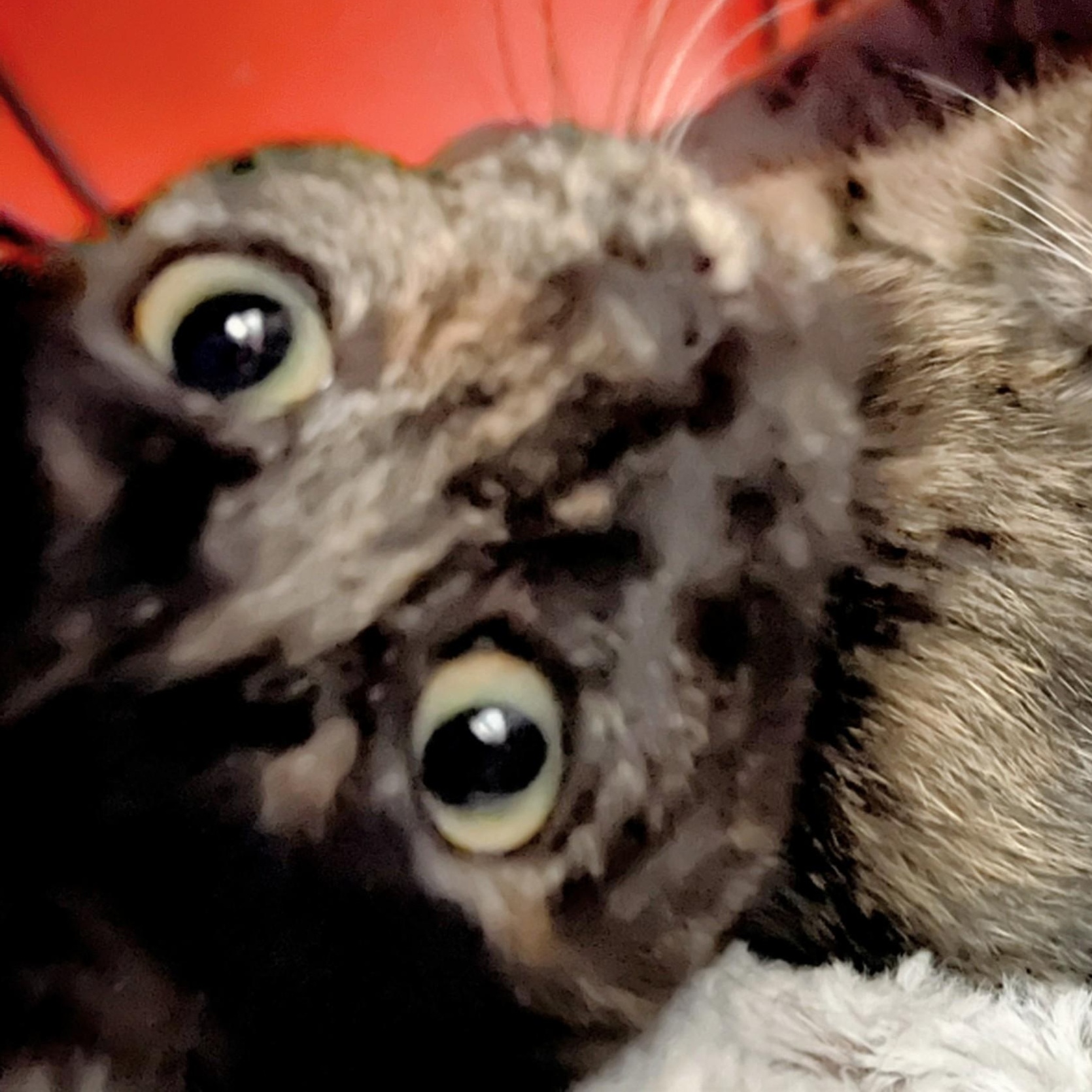 Enlarge Zoey, a Adoptable Domestic Short Hair in Johnsburg, IL image 2/2