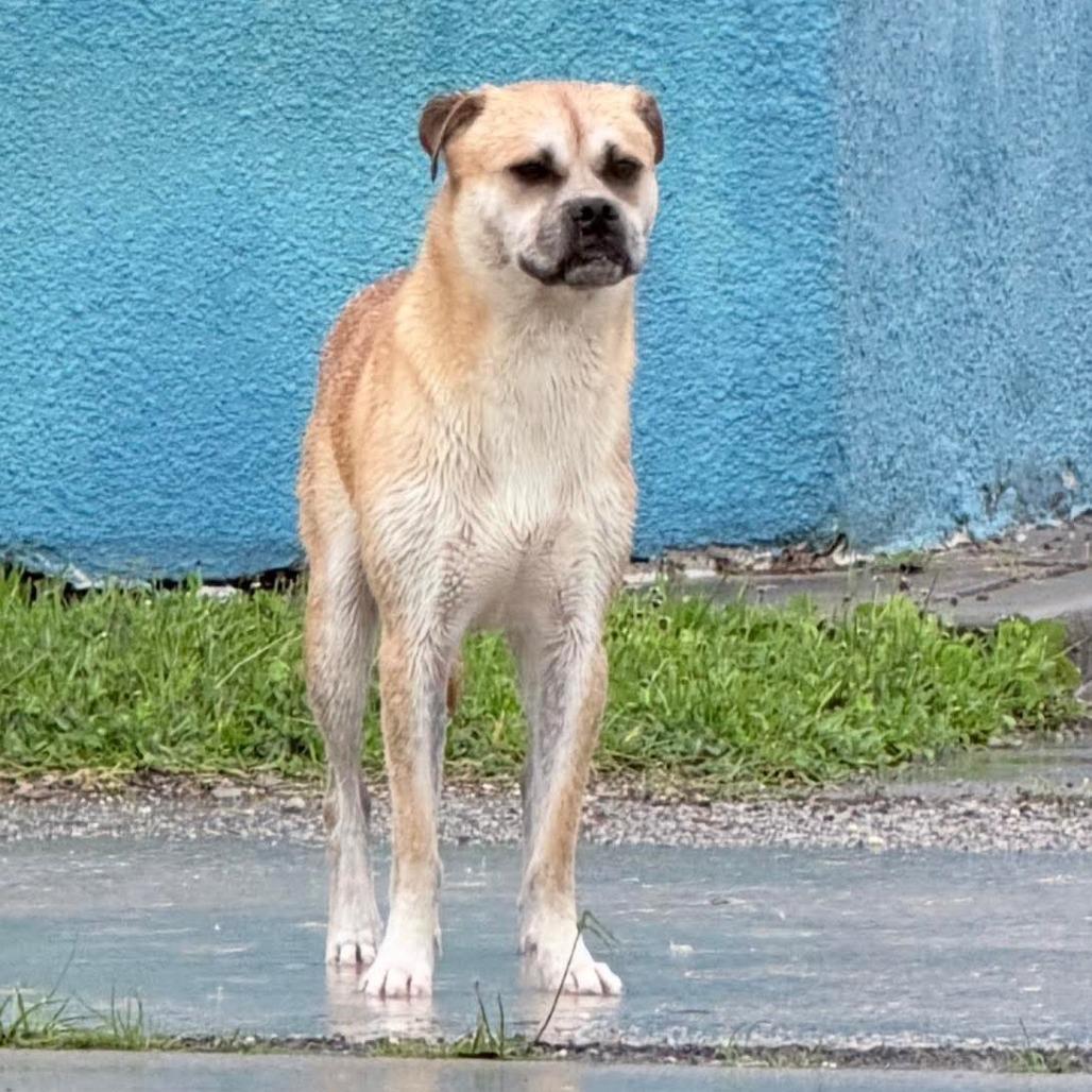 Enlarge Bernardo, a Adoptable mixed breed in Galveston, TX image 1/3