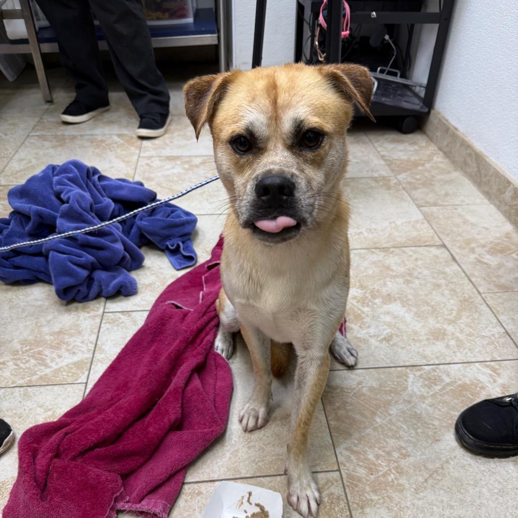 Enlarge Bernardo, a Adoptable mixed breed in Galveston, TX image 2/3