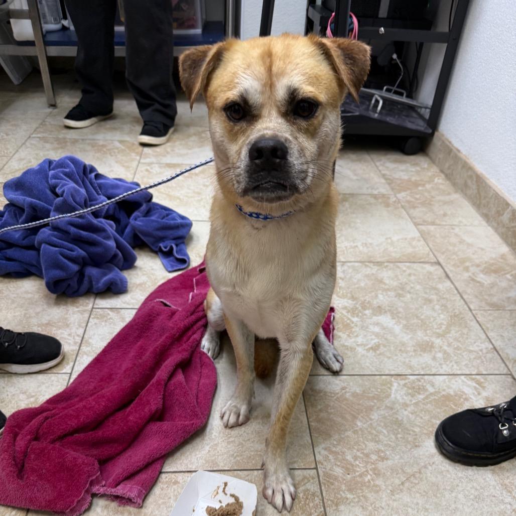 Enlarge Bernardo, a Adoptable mixed breed in Galveston, TX image 3/3