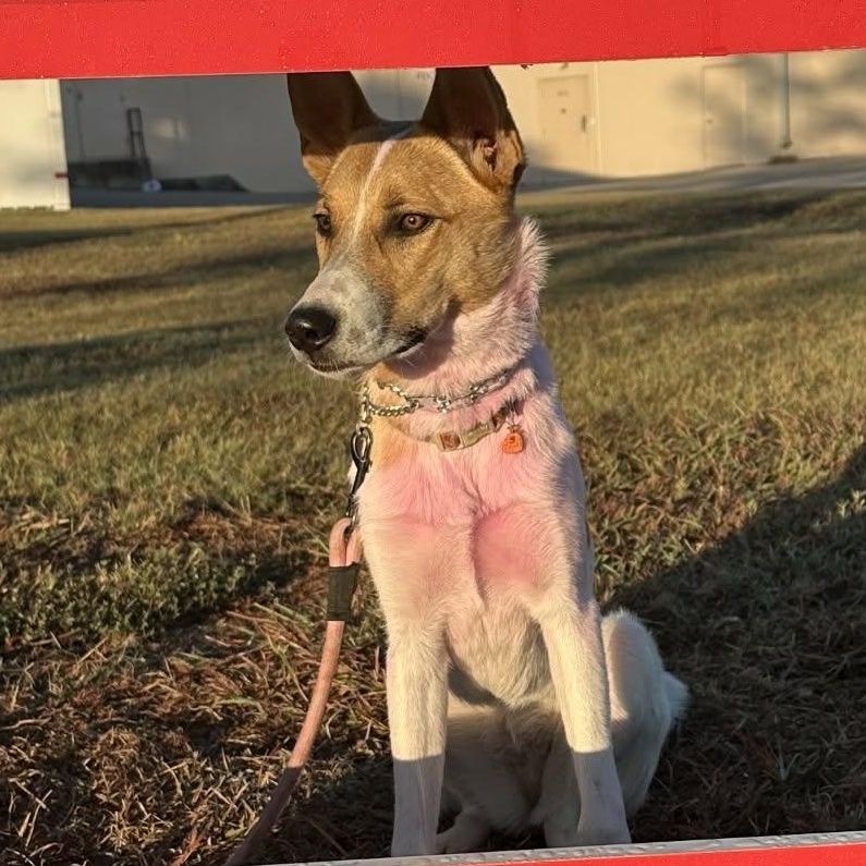 Enlarge Pickles, a Adoptable Cattle Dog in Waller, TX image 2/4