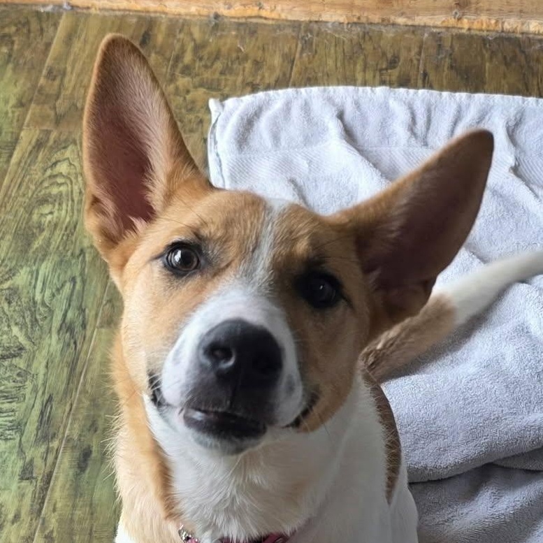 Enlarge Pickles, a Adoptable Cattle Dog in Waller, TX image 1/4