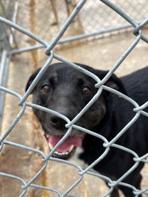Ellie Mae, Adoptable, Young Female Labrador Retriever & Shepherd.