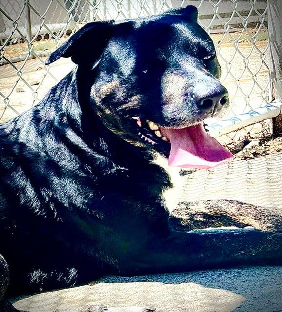 Enlarge Ellie Mae, a Adoptable mixed breed in Princeton, IN image 2/2
