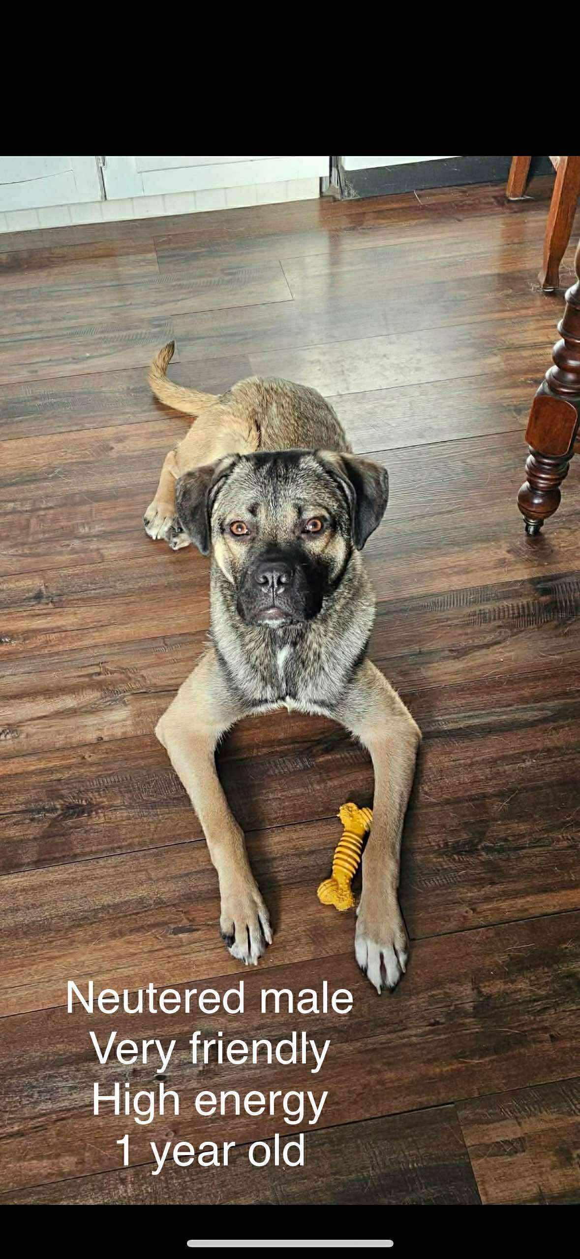 Timber, a ADOPTABLE mixed breed in Winnipeg, MB image 1/3