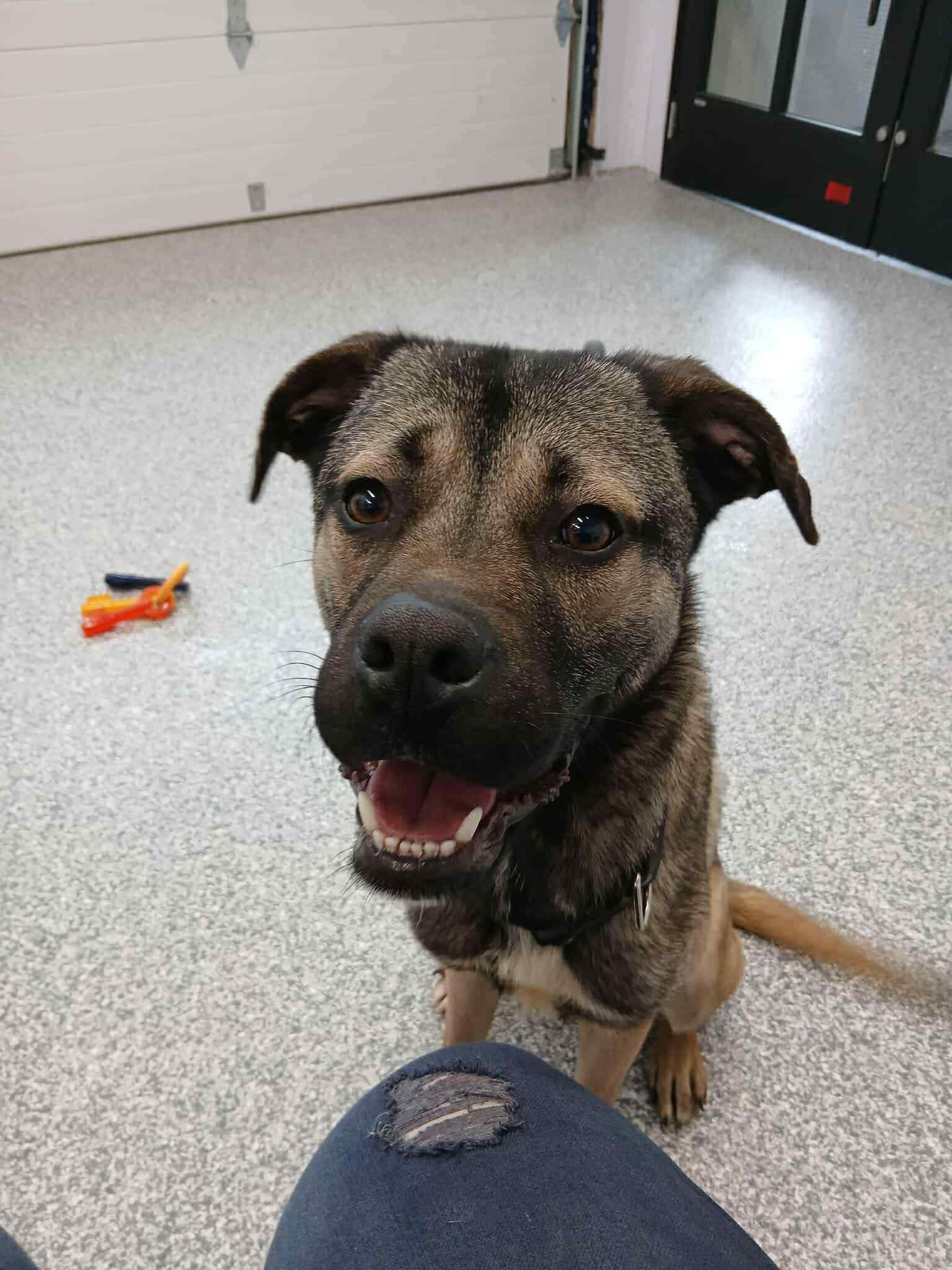 Timber, a ADOPTABLE mixed breed in Winnipeg, MB image 2/3