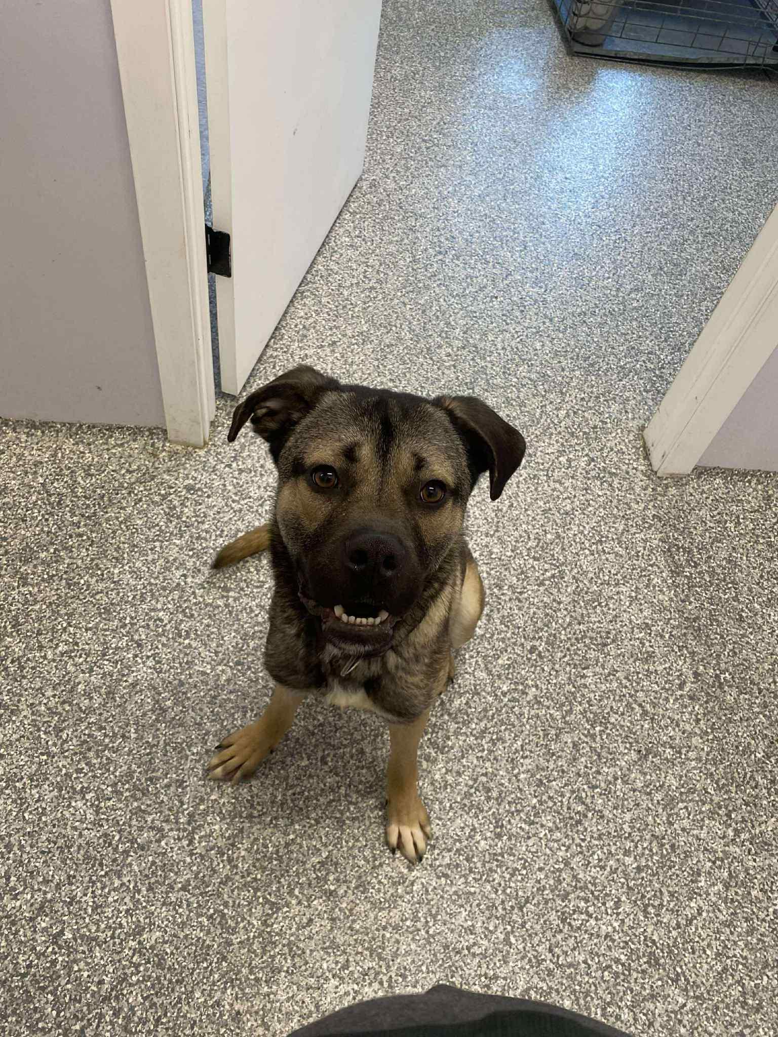 Timber, a ADOPTABLE mixed breed in Winnipeg, MB image 3/3