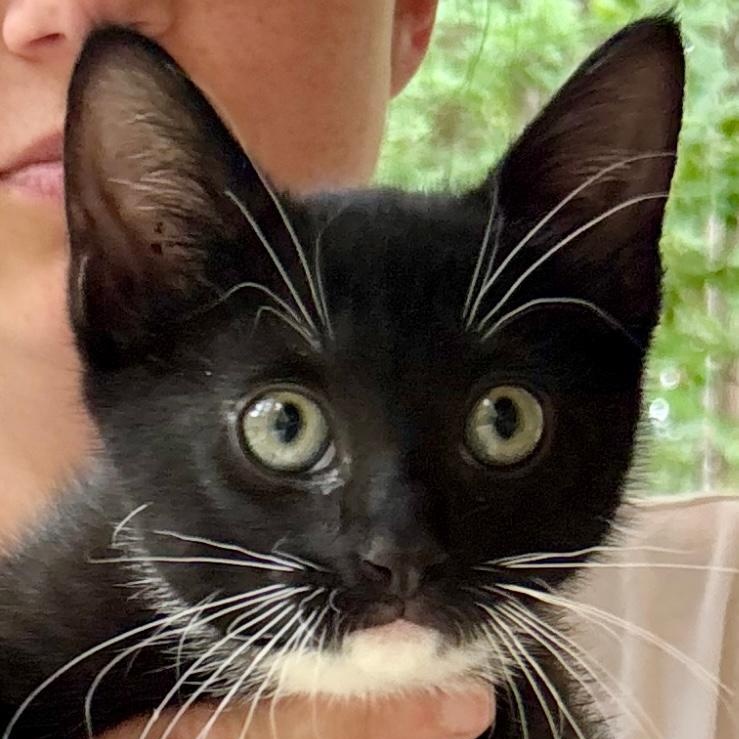Shadow, ADOPTABLE, Kitten Male Domestic Short Hair.