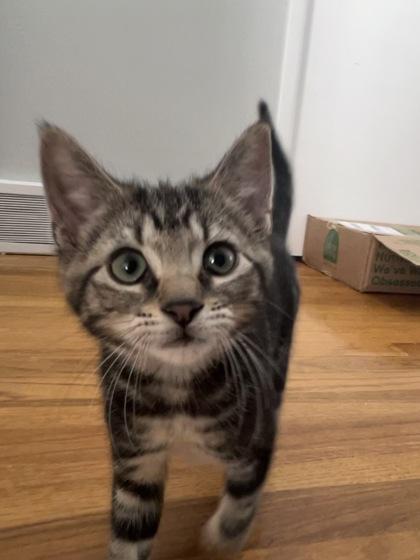Nutmeg, Adoptable, Kitten Male Domestic Short Hair & Domestic Short Hair.