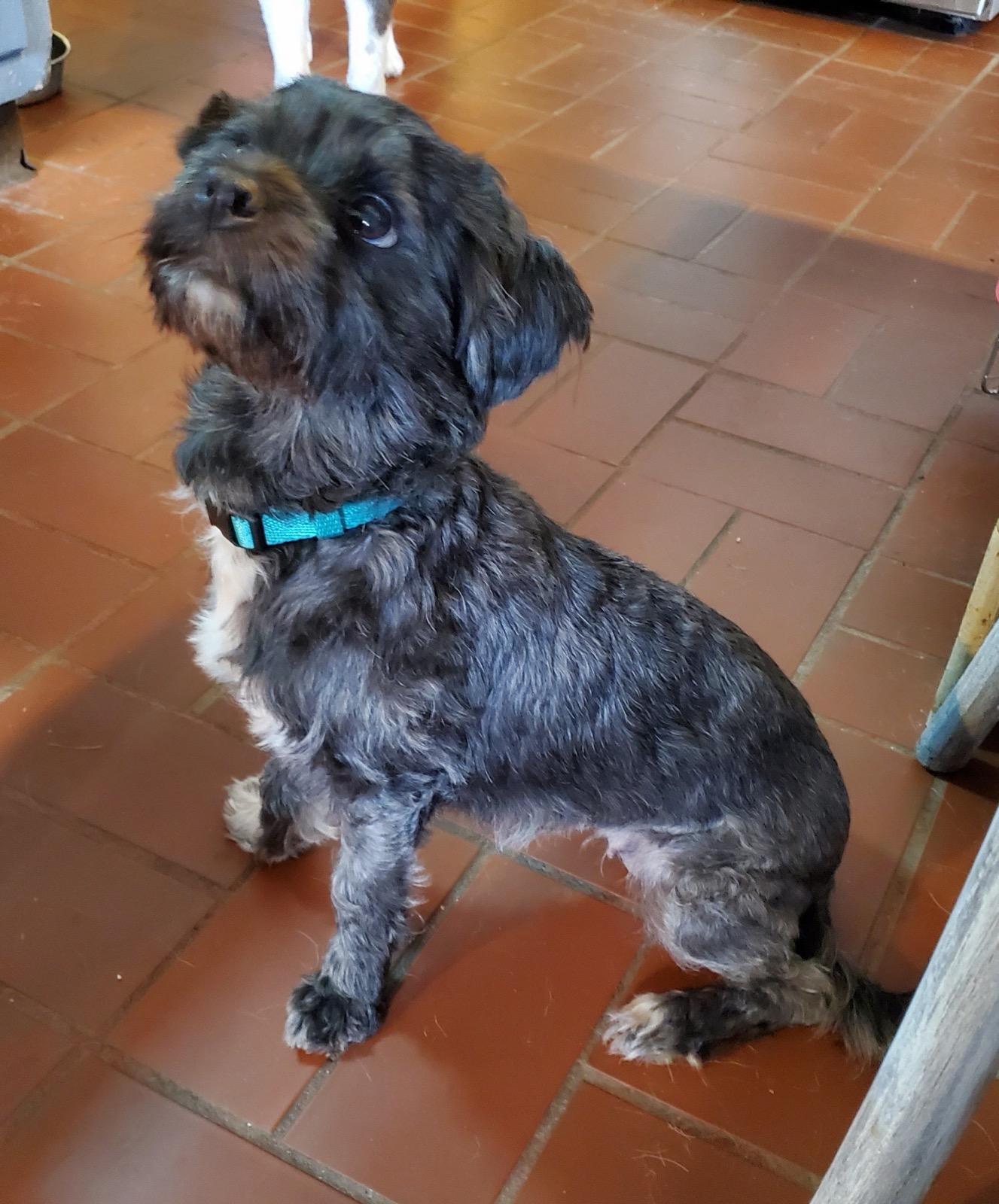 Raven, ADOPTABLE, Young Female Poodle & Chihuahua.