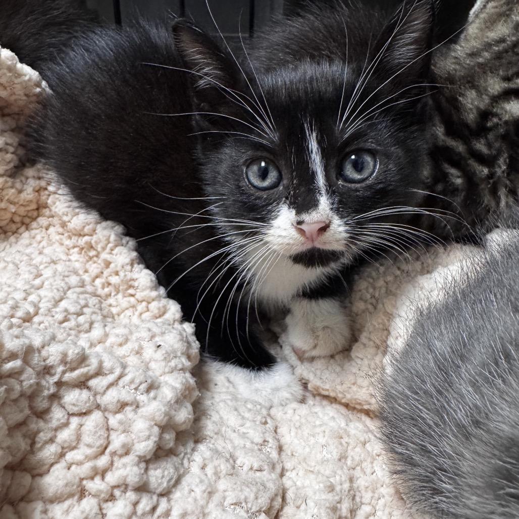 Enlarge Boa, a Adoptable Domestic Short Hair in Evanston, IL image 2/2