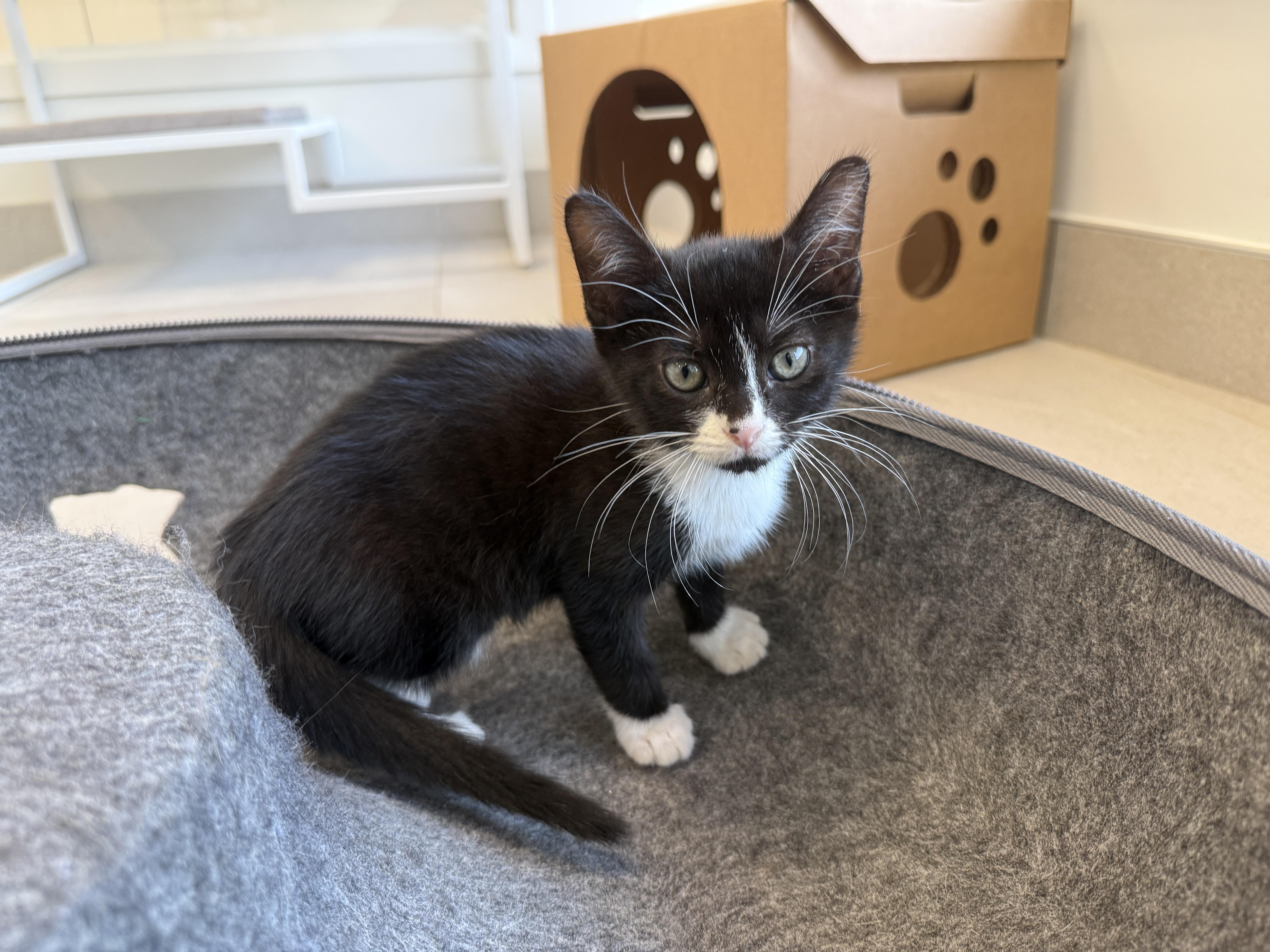 Enlarge Boa, a Adoptable Domestic Short Hair in Evanston, IL image 1/2