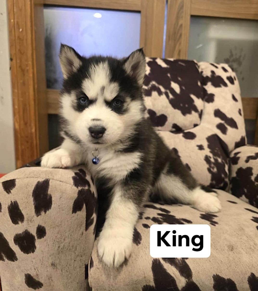 King, a ADOPTABLE Husky in Hopedale, MA image 1/4