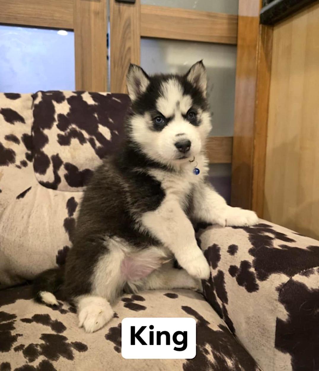 King, a ADOPTABLE Husky in Hopedale, MA image 3/4
