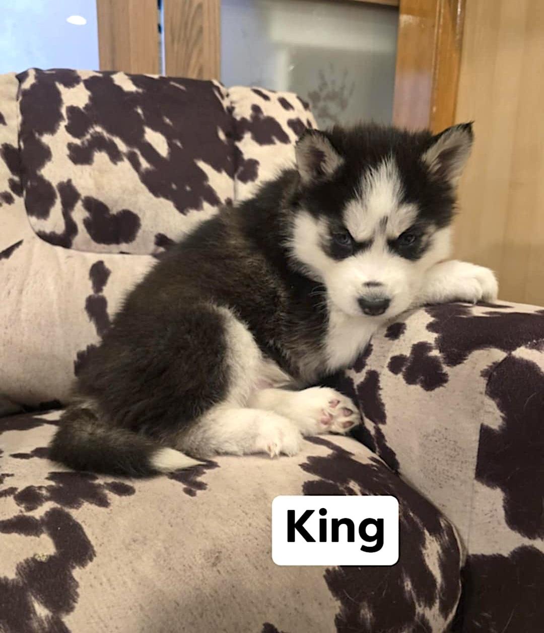 King, a ADOPTABLE Husky in Hopedale, MA image 4/4