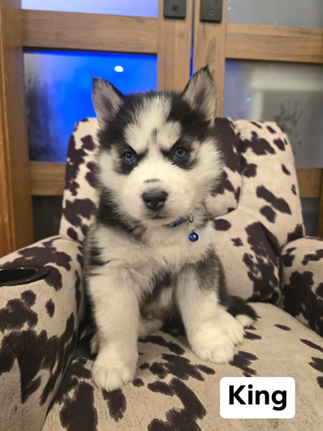 King, a ADOPTABLE Husky in Hopedale, MA image 2/4