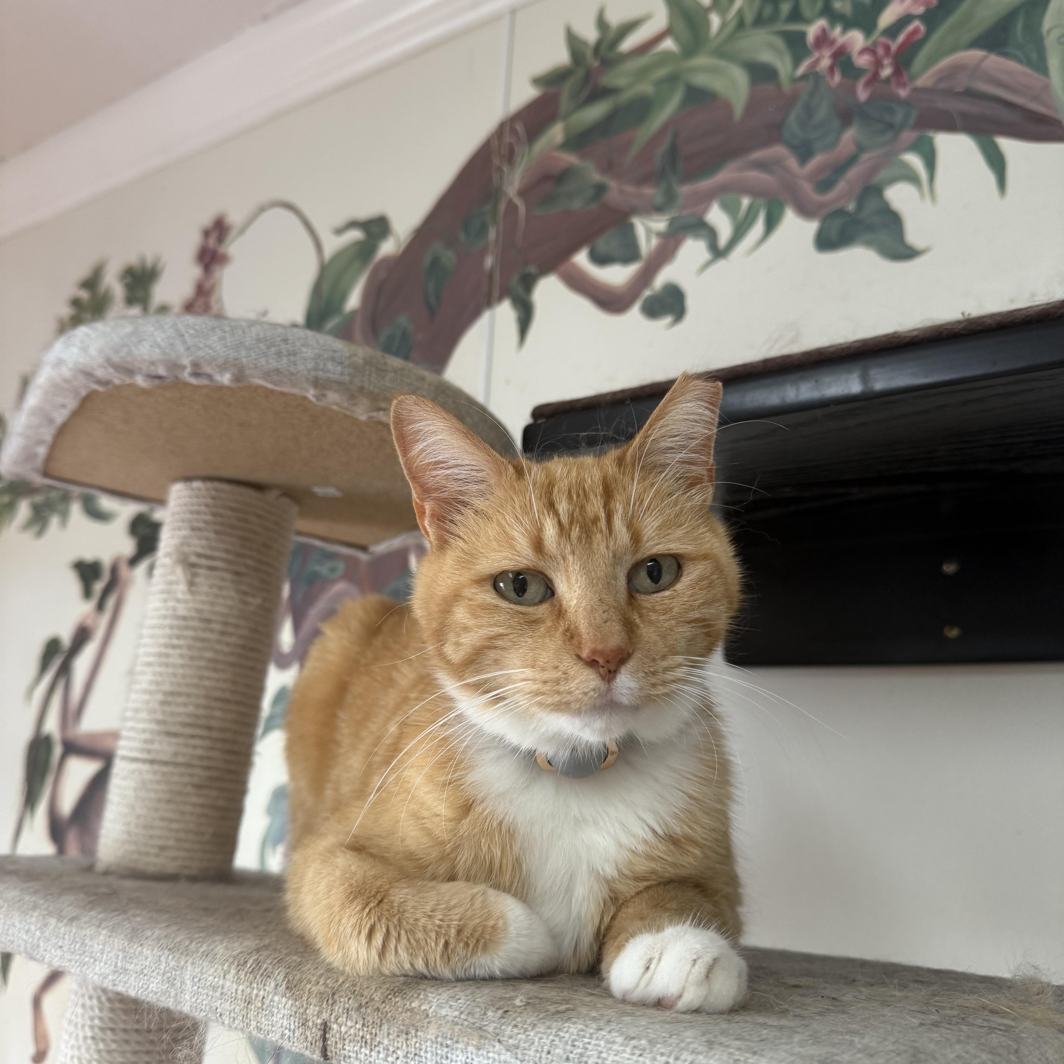 Enlarge Little Buddy, a ADOPTABLE Domestic Short Hair in Hendersonville, TN image 1/1