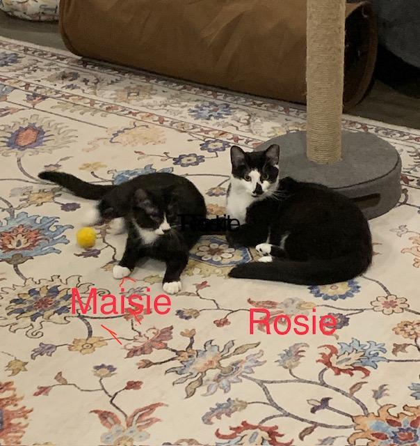 Rosie R. COURTESY LISTING - MELTS IN YOUR ARMS, LIKE SIS MAISIE!, a Adoptable Domestic Short Hair in Stowe, PA image 3/3