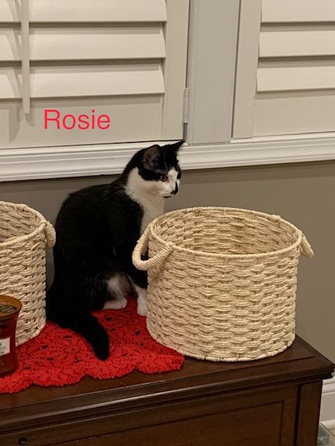 Rosie R. COURTESY LISTING - MELTS IN YOUR ARMS, LIKE SIS MAISIE!, a Adoptable Domestic Short Hair in Stowe, PA image 2/3