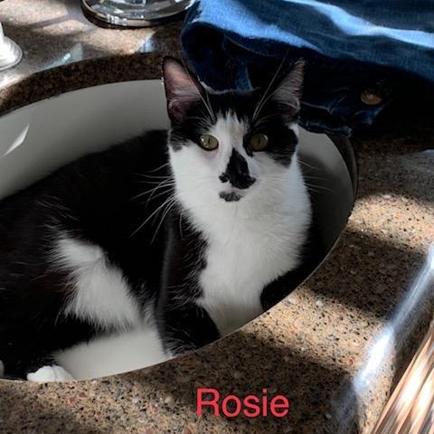 Rosie R. COURTESY LISTING - MELTS IN YOUR ARMS, LIKE SIS MAISIE!, a Adoptable Domestic Short Hair in Stowe, PA image 1/3