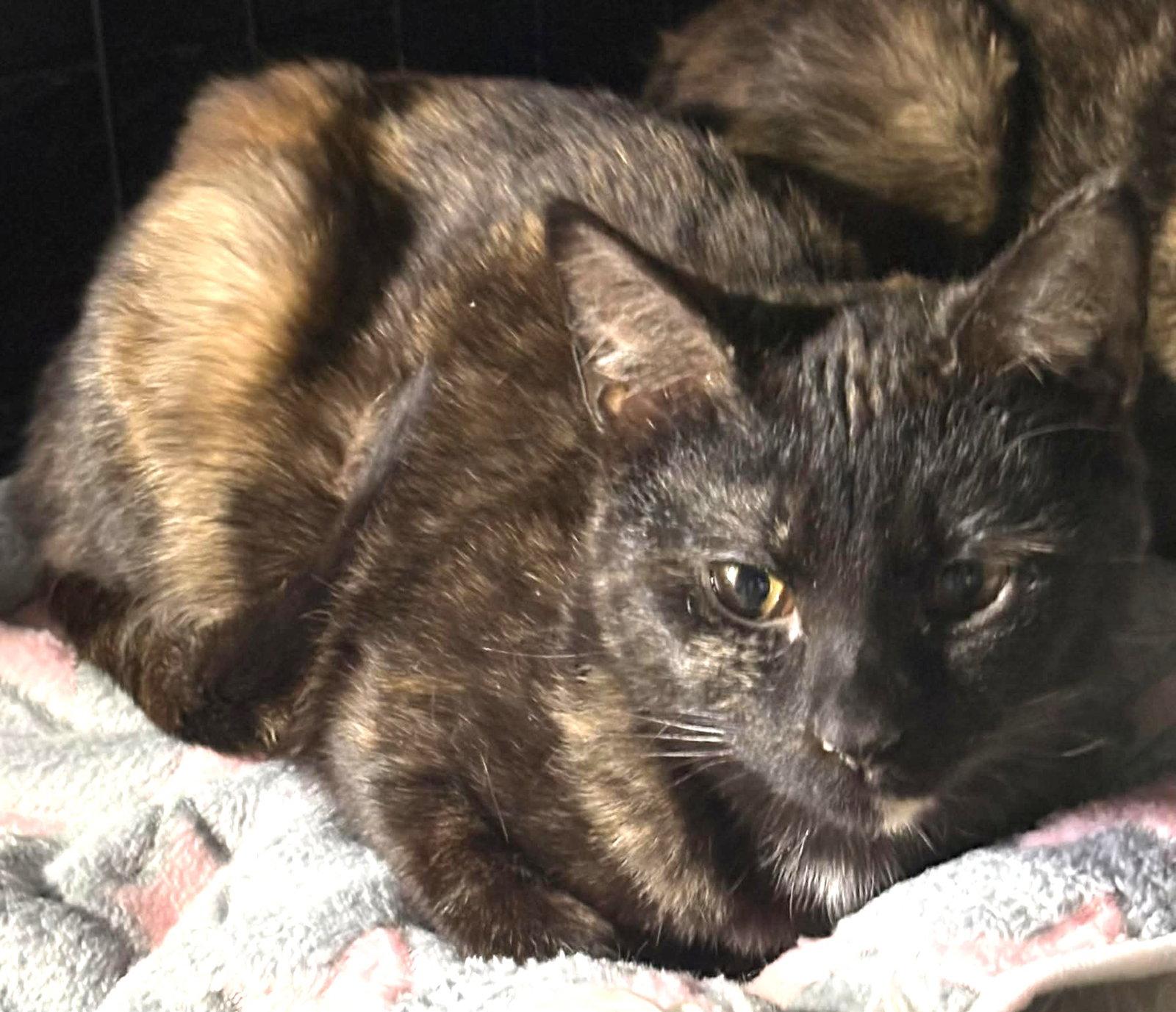 Enlarge Chive, a Adoptable Domestic Short Hair in Dalzell, IL image 1/2