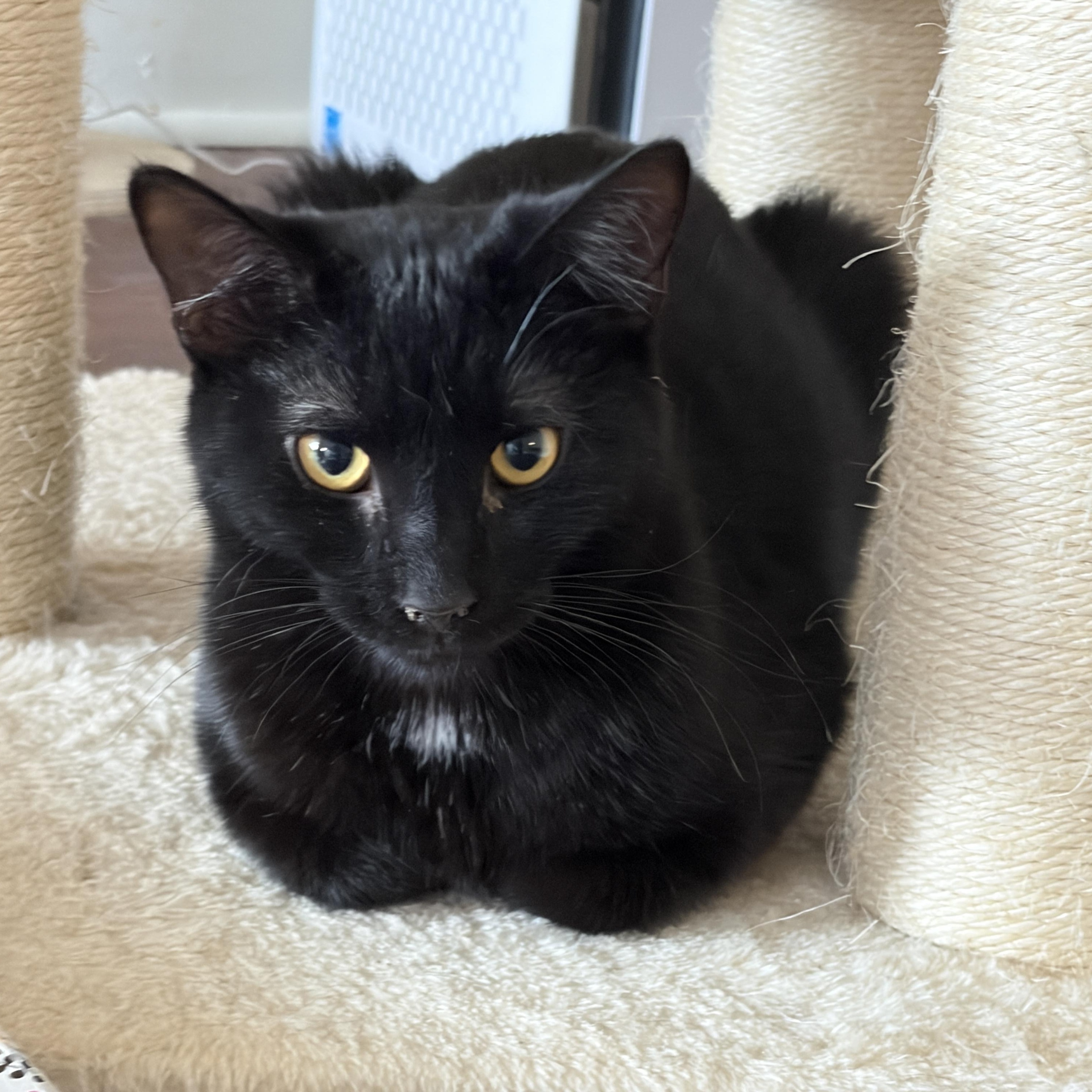 Enlarge Sirius, a ADOPTABLE Domestic Short Hair in Greensburg, PA image 1/1