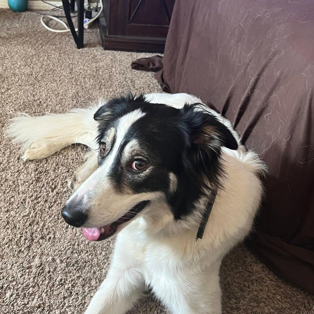 June, Adoptable, Adult Female Border Collie.