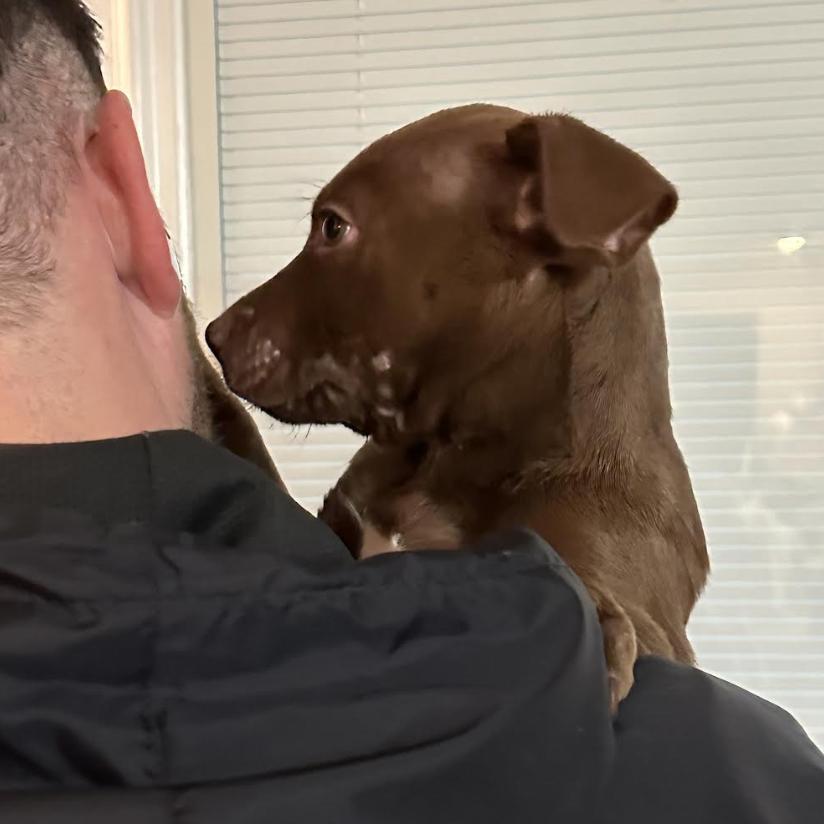 Enlarge Karibuni, a Adoptable mixed breed in Clovis, NM image 4/5