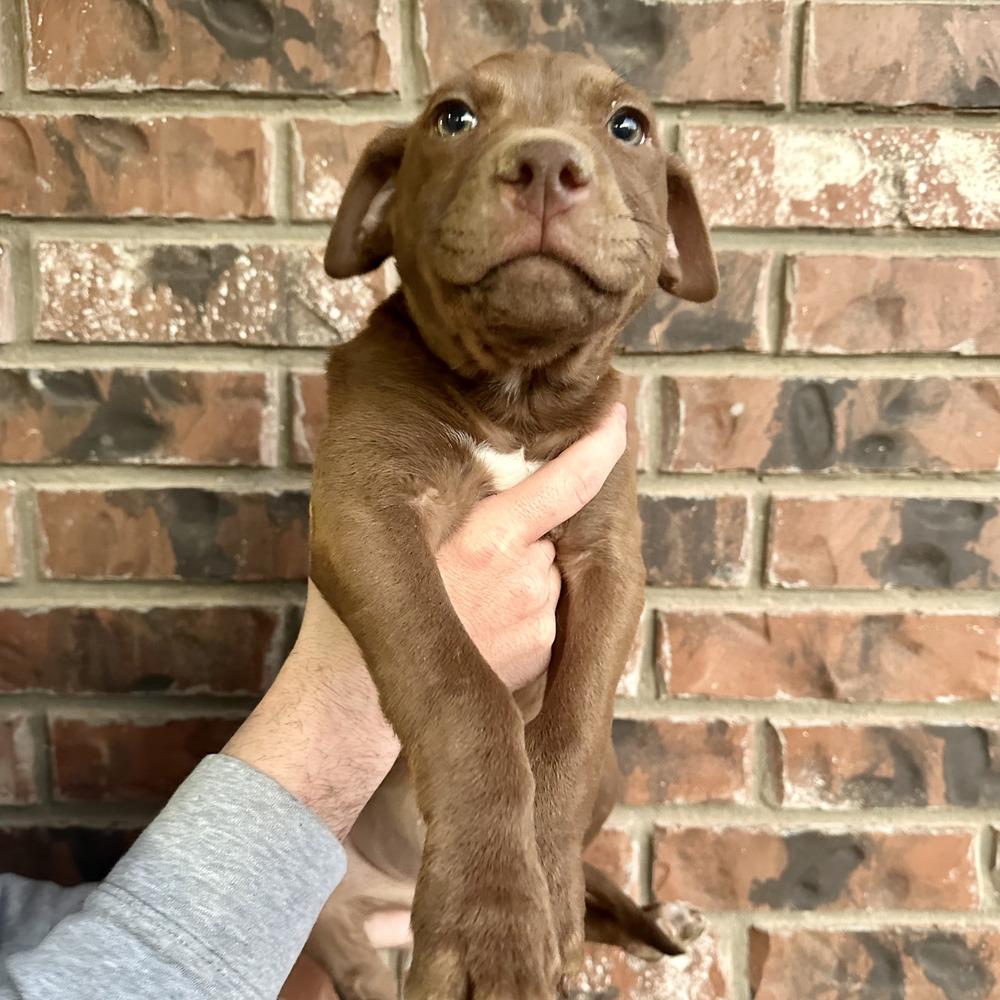 Enlarge Karibuni, a Adoptable mixed breed in Clovis, NM image 1/5