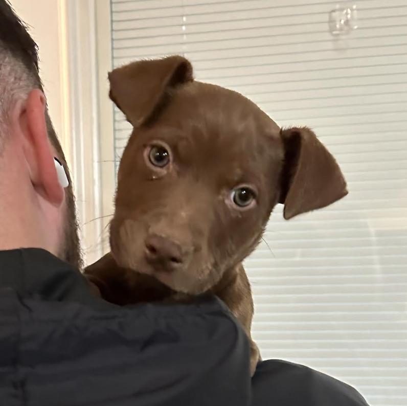 Karibuni, Adoptable, Puppy Male Pit Bull Terrier.