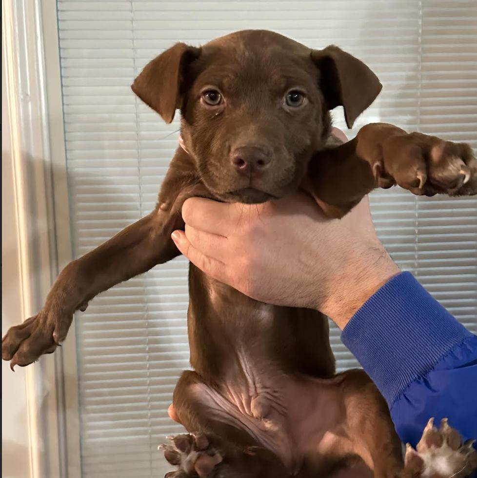 Enlarge Karibuni, a Adoptable mixed breed in Clovis, NM image 5/5