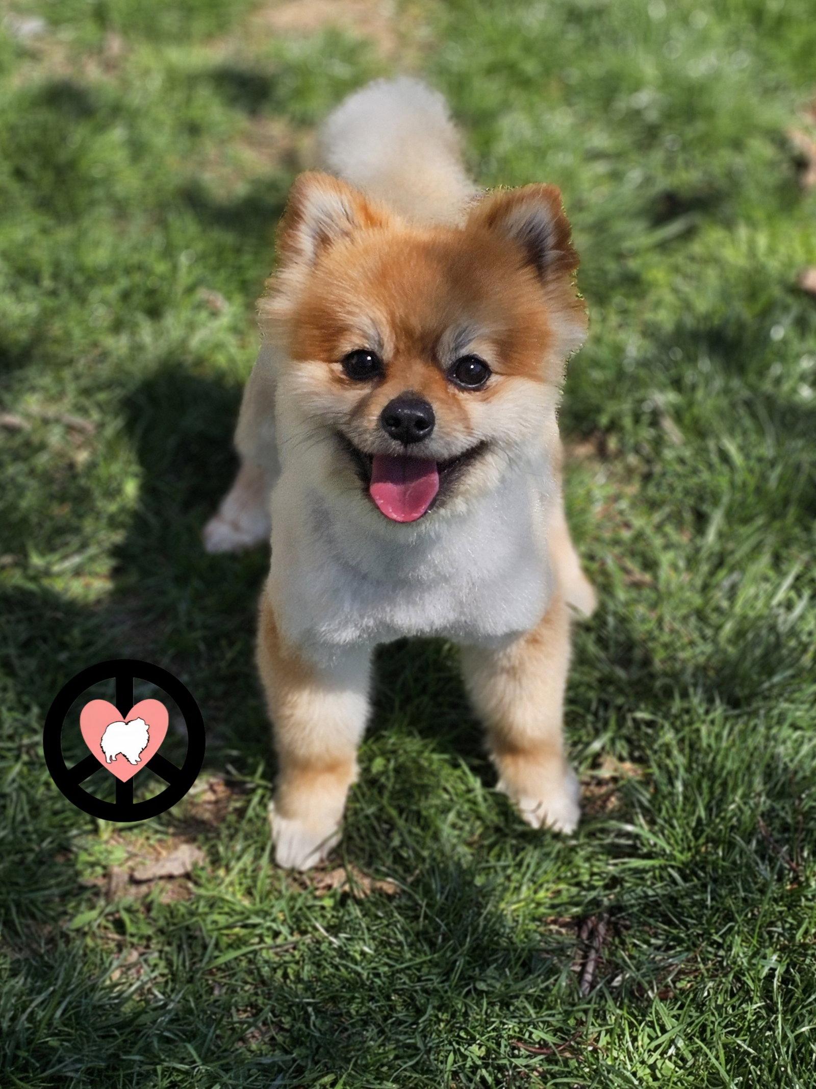 Tobie, Adopted, Young Male Pomeranian.