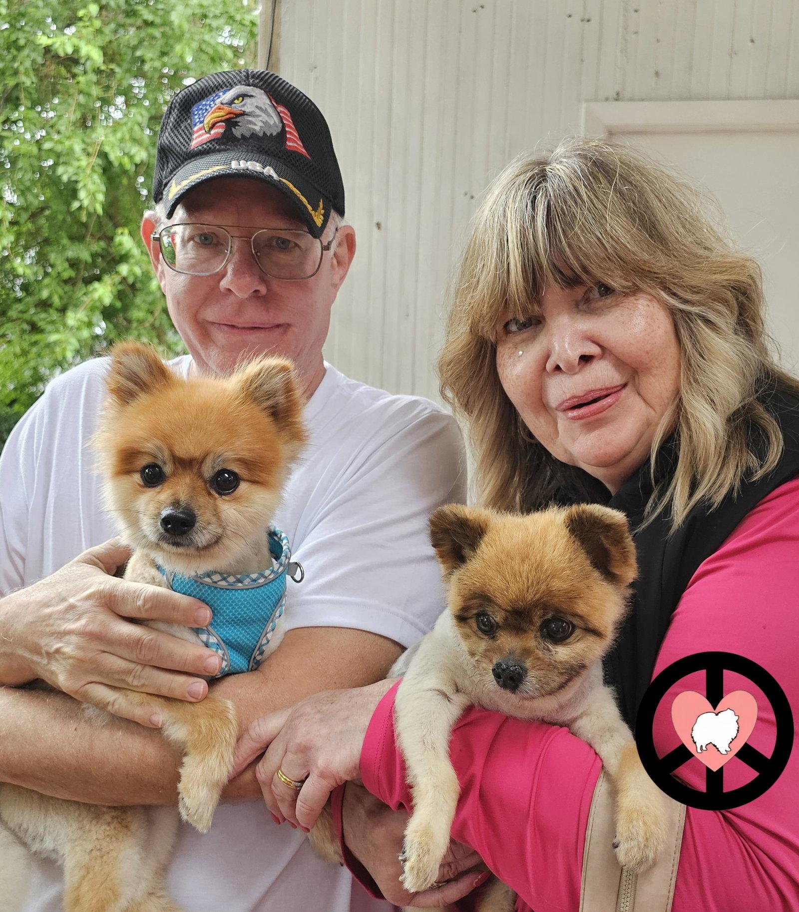 Enlarge Tobie, a Adopted Pomeranian in Lebanon, PA image 2/3