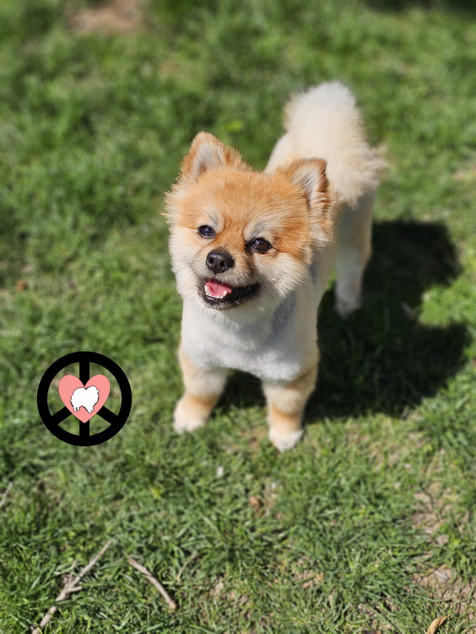 Enlarge Tobie, a Adopted Pomeranian in Lebanon, PA image 3/3