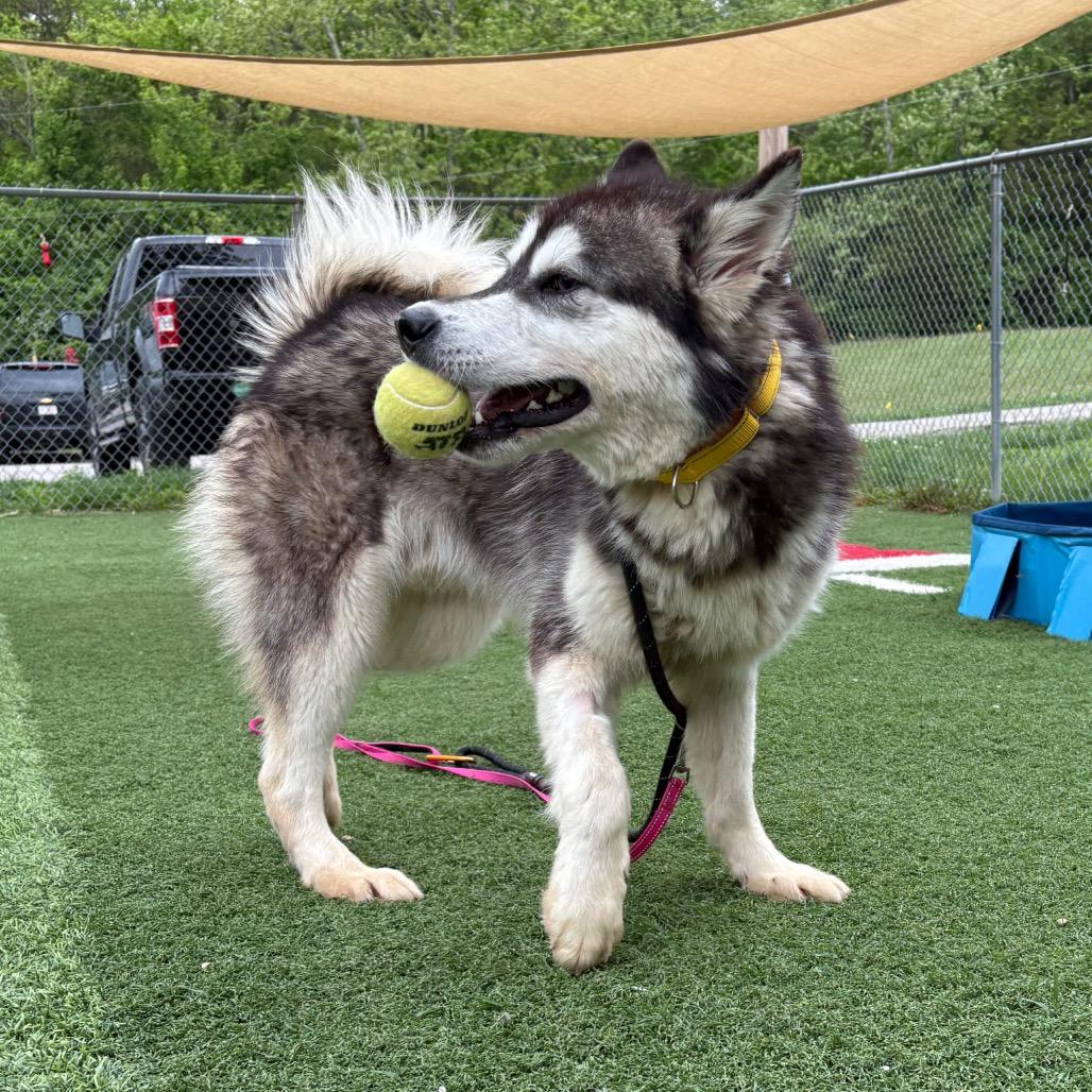 Enlarge Pumba, a Adoptable Mixed Breed in Batavia, OH image 2/6