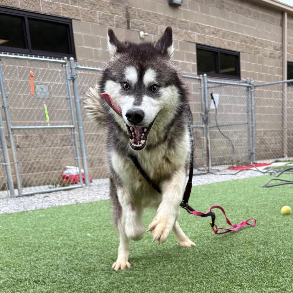 Enlarge Pumba, a Adoptable Mixed Breed in Batavia, OH image 3/6