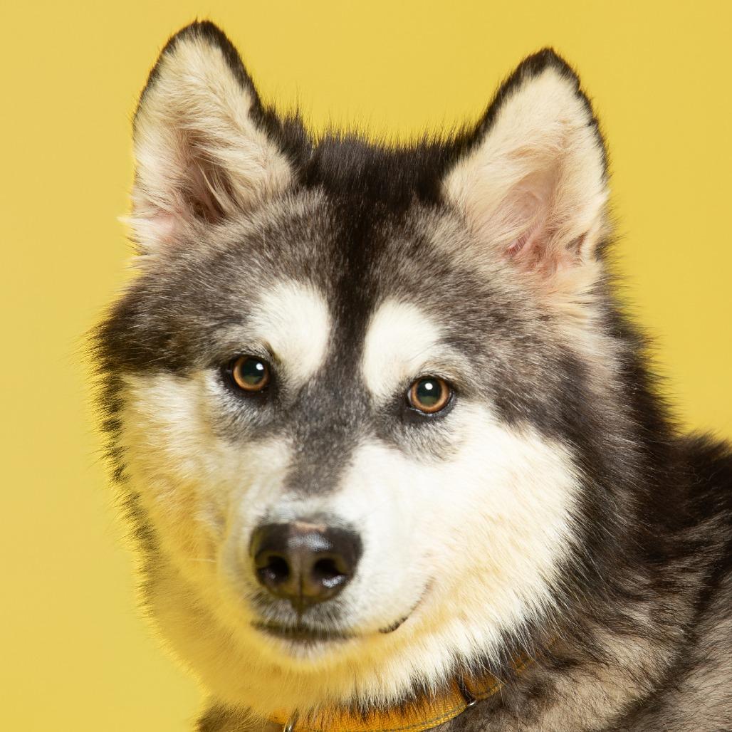 Enlarge Pumba, a Adoptable Mixed Breed in Batavia, OH image 4/6