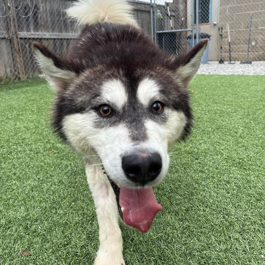 Enlarge Pumba, a Adoptable Mixed Breed in Batavia, OH image 5/6