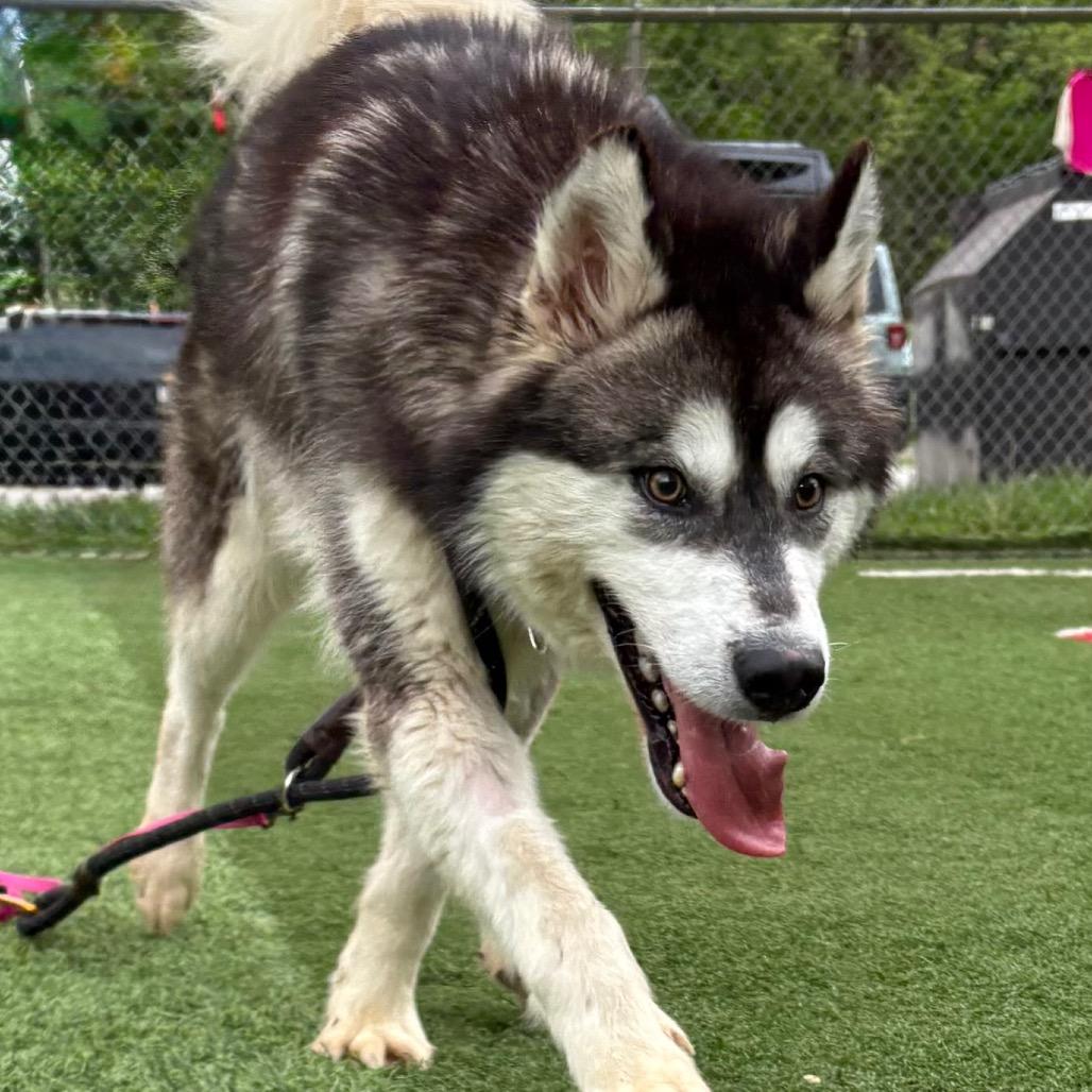 Enlarge Pumba, a Adoptable Mixed Breed in Batavia, OH image 6/6