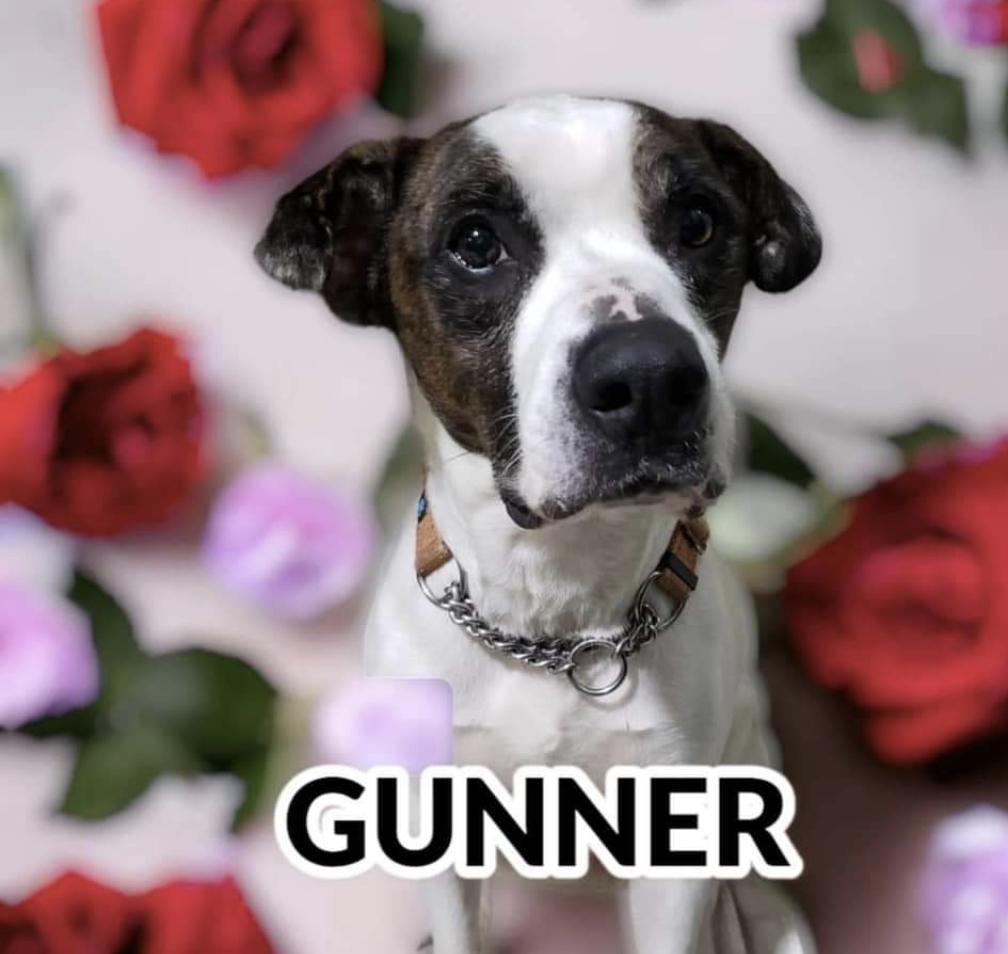 GUNNER, Adoptable, Senior Male Pit Bull Terrier.