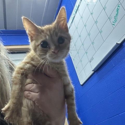 Enlarge Jung Hoo, a Adoptable Domestic Short Hair in Coos Bay, OR image 1/1