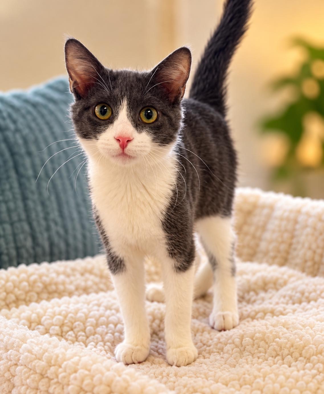 Nimbus, Adoptable, Young Male Domestic Short Hair.