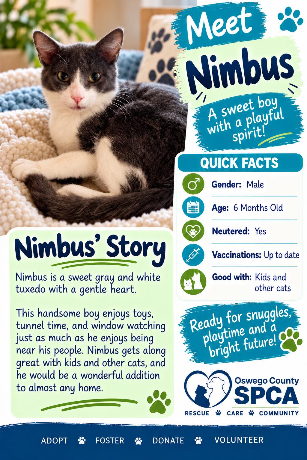 Enlarge Nimbus, a Adoptable Domestic Short Hair in Fulton, NY image 2/2
