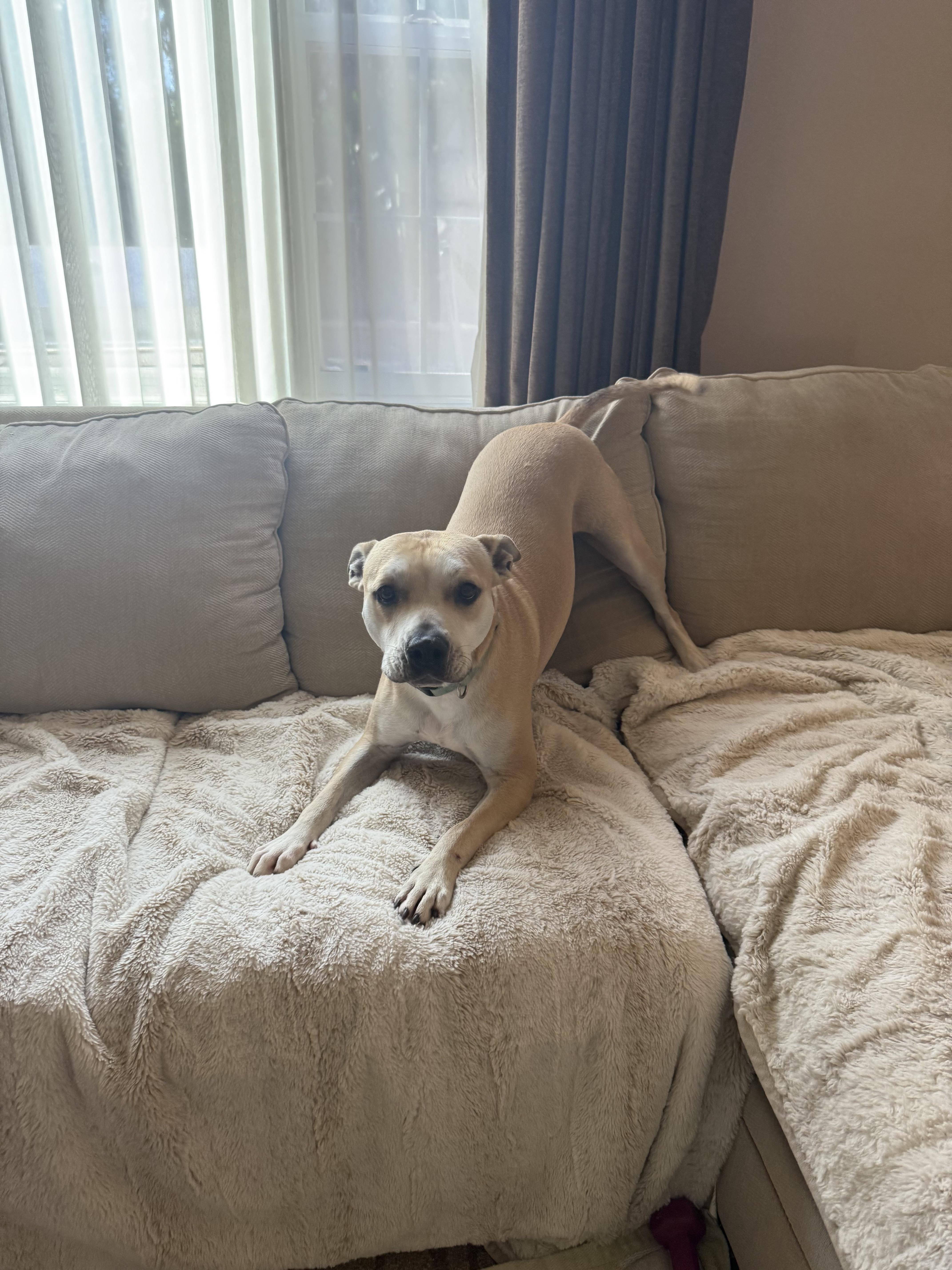 Enlarge Cosmo, a Adoptable Pit Bull Terrier in Colorado Springs, CO image 4/6