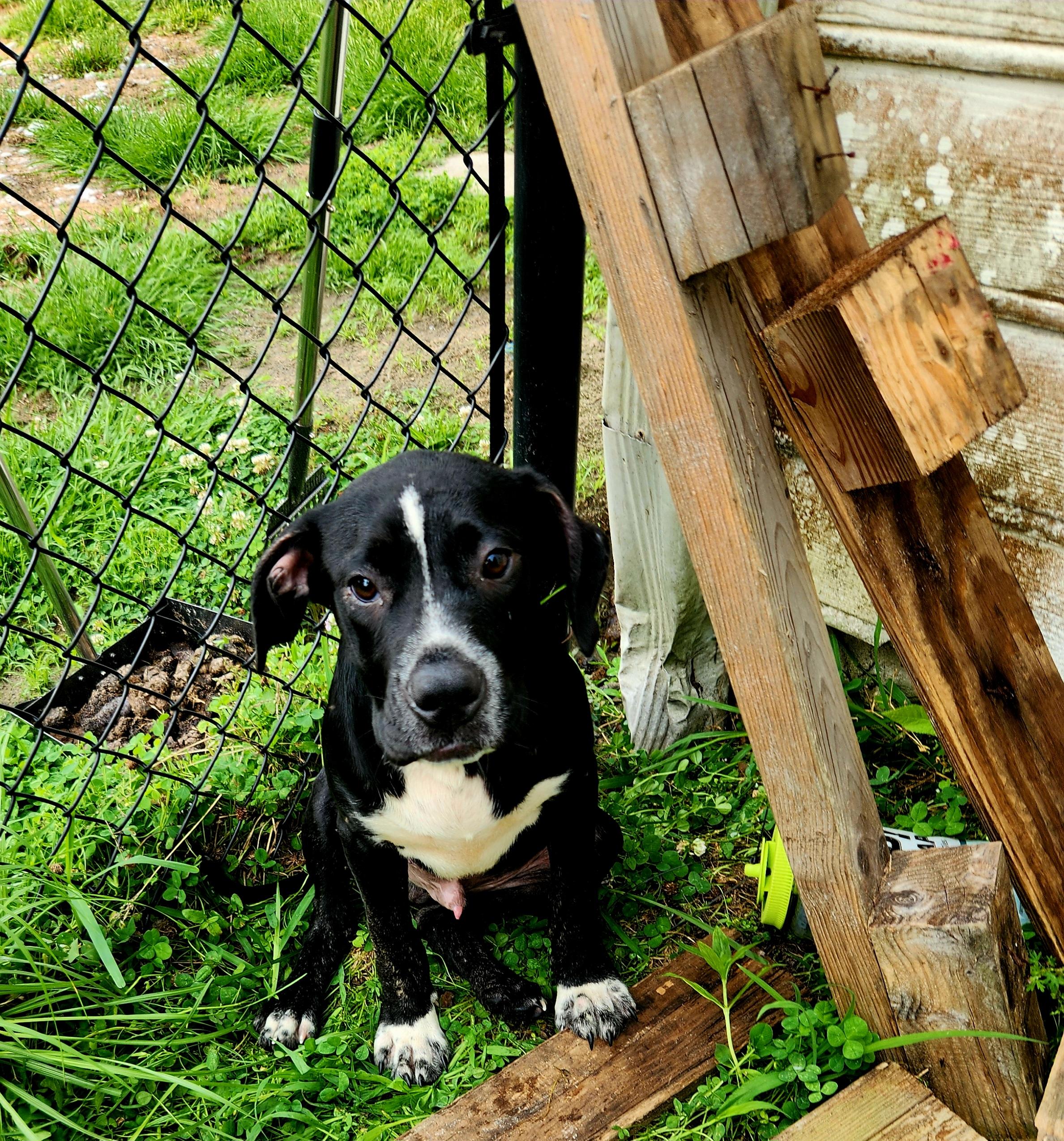 Enlarge Rocket, a Adoptable mixed breed in Calabash, NC image 2/6