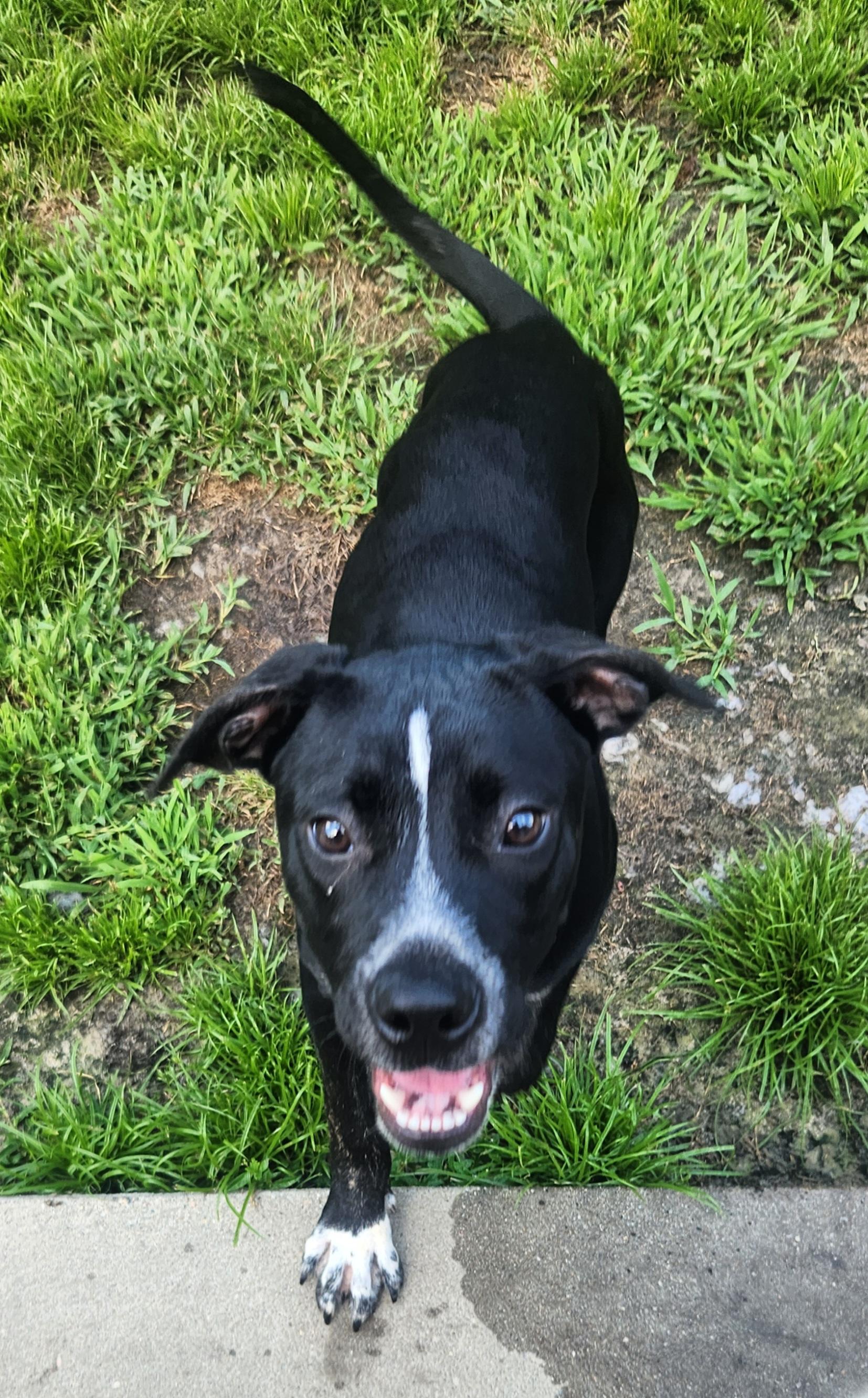 Enlarge Rocket, a Adoptable mixed breed in Calabash, NC image 1/6