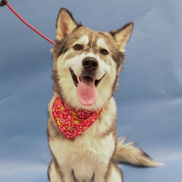 CHARLIE ROCKET, Adoptable, Young Male Siberian Husky.