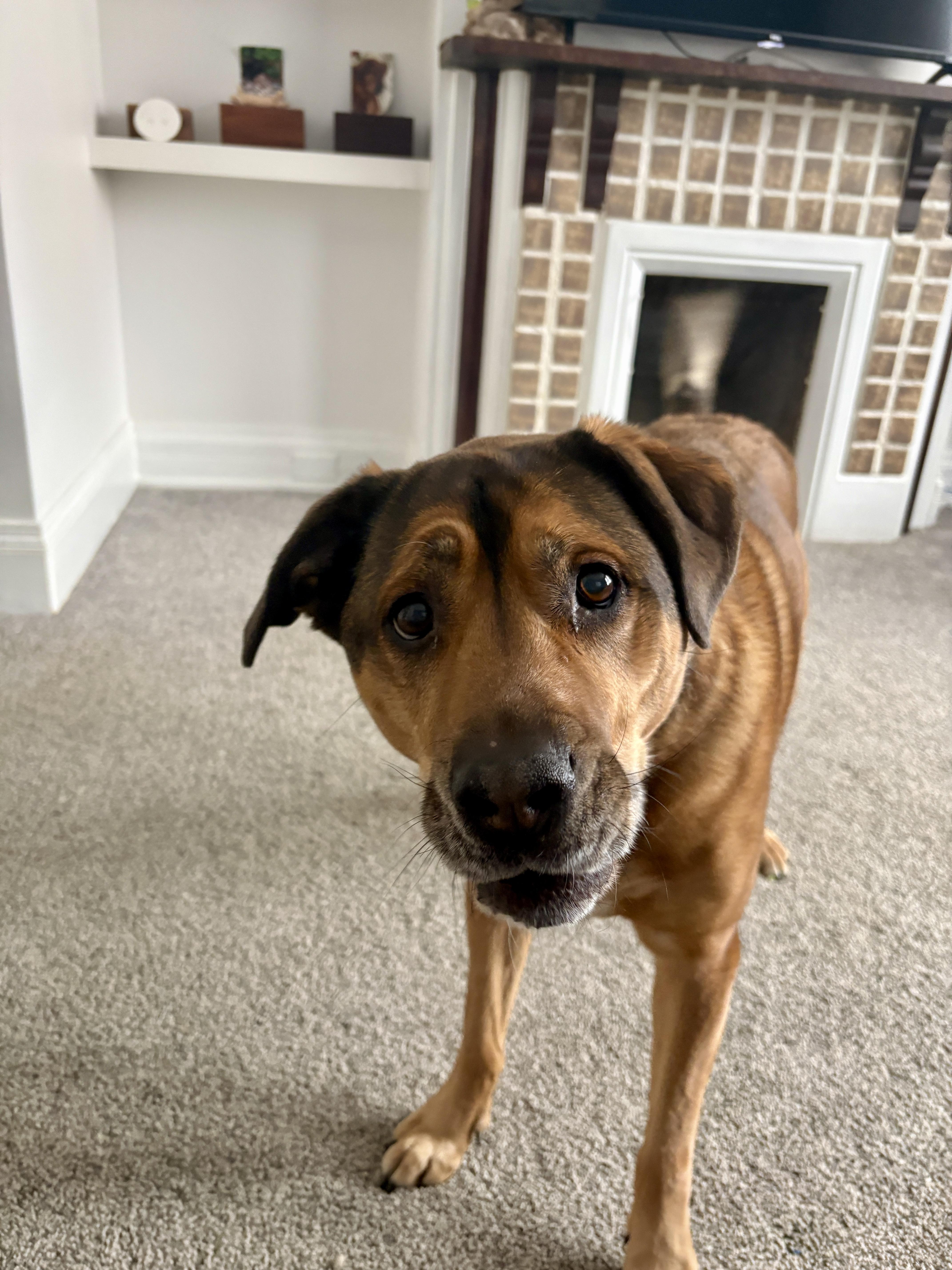 Enlarge Henry, a Adoptable mixed breed in Cincinnati, OH image 4/6